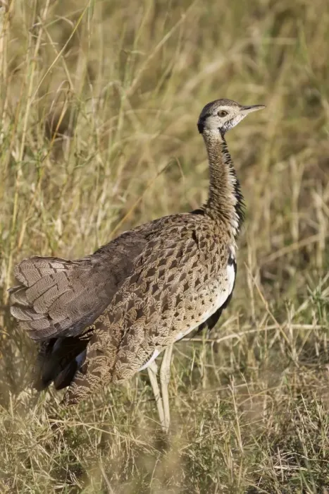 Framed Print : Black-bellied Bustard (Lissotis melanogaster) adult male, standing in savannah, Masai Mara, Kenya, August Framed Print : Black-bellied Bustard (Lissotis melanogaster) adult male, standing in savannah, Masai Mara, Kenya, August