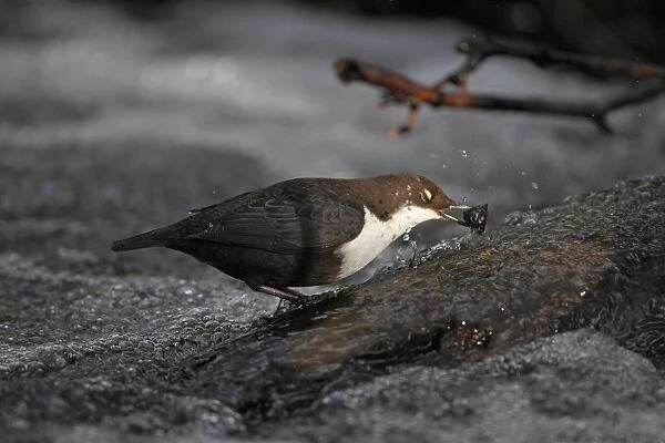 Black-bellied Dipper (Cinclus cinclus cinclus) adult, with nictitating membrane closed, feeding in turbulent water