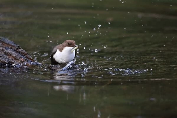 Black-bellied Dipper (Cinclus cinclus cinclus) adult, feeding, perched on submerged log in river, River Little Ouse