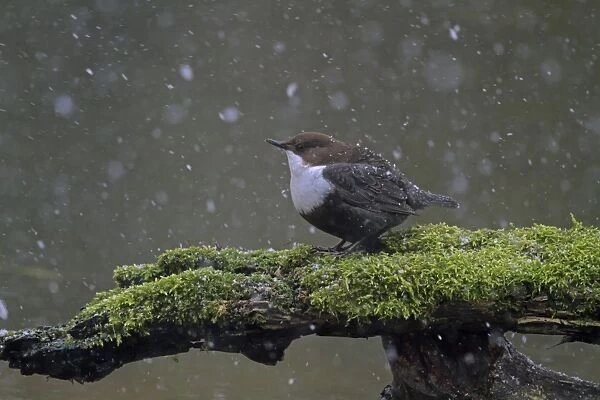 Black-bellied Dipper (Cinclus cinclus cinclus) adult, perched on mossy log during snowfall, Norfolk, England, March