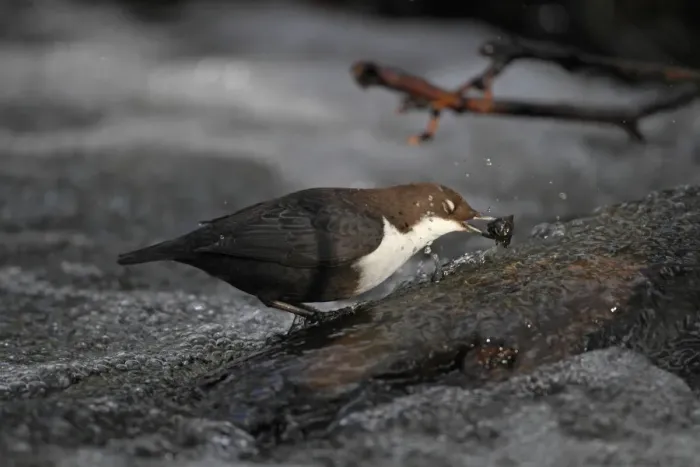 Framed Print : Black-bellied Dipper (Cinclus cinclus cinclus) adult, with nictitating membrane closed, feeding in turbulent water Framed Print : Black-bellied Dipper (Cinclus cinclus cinclus) adult, with nictitating membrane closed, feeding in turbulent water