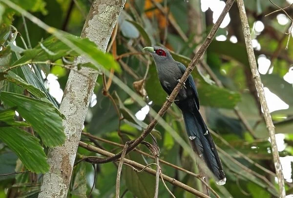 Black-bellied Malkoha (Phaenicophaeus diardi diardi) adult, perched on vine, Taman Negara N. P