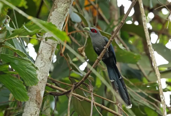 Framed Print : Black-bellied Malkoha (Phaenicophaeus diardi diardi) adult, perched on vine, Taman Negara N. P Framed Print : Black-bellied Malkoha (Phaenicophaeus diardi diardi) adult, perched on vine, Taman Negara N. P