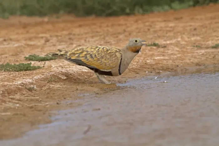 Framed Print : Black-bellied Sandgrouse (Pterocles orientalis) adult male, drinking at pool, Aragon, Spain, july Framed Print : Black-bellied Sandgrouse (Pterocles orientalis) adult male, drinking at pool, Aragon, Spain, july