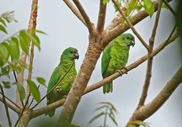 Black-billed Amazon Parrot (Amazona agilis) adult pair, perched on branch, Ecclesdown Road, Jamaica, march