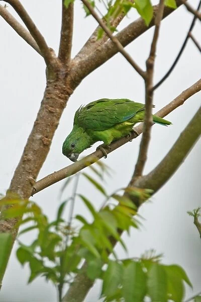 Black-billed Amazon Parrot (Amazona agilis) adult, perched on branch, Ecclesdown Road, Jamaica, march