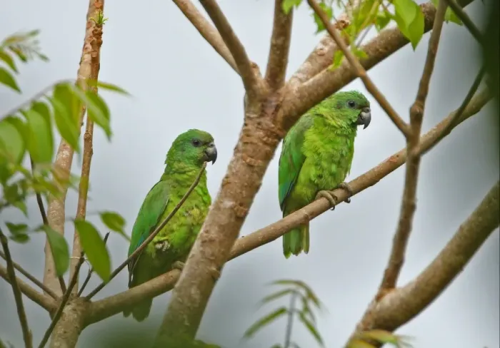 Framed Print : Black-billed Amazon Parrot (Amazona agilis) adult pair, perched on branch, Ecclesdown Road, Jamaica, march