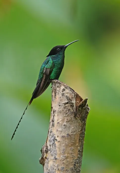 Framed Print : Black-billed Streamertail (Trochilus scitulus) subadult male (with shorter tail), perched on post, Port Antonio Framed Print : Black-billed Streamertail (Trochilus scitulus) subadult male (with shorter tail), perched on post, Port Antonio
