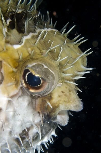Black-blotched Porcupinefish (Diodon liturosus) adult, close-up of head, inflated in defensive posture, Horseshoe Bay