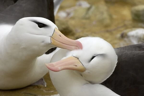 Black-browed Albatross (Diomedea melanophoris) adult pair, courtship preening, close-up of heads, Falkland Islands