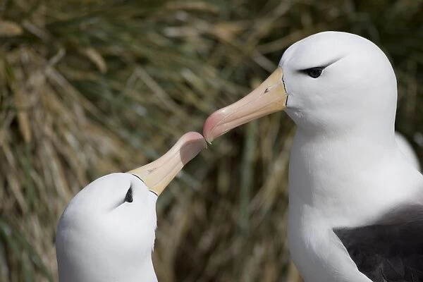 Black browed Albatross; Diomedea melanophris; courtship bonding, Falkland islands