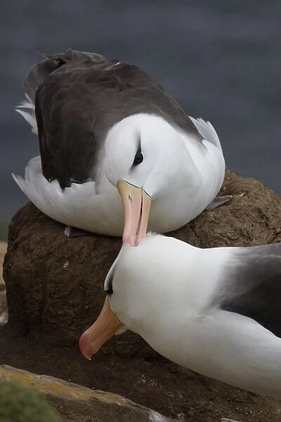 Black Browed Albatross (Diomedea melanphoris) Courtship - Falklands