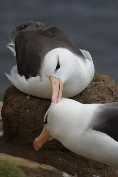Framed Print : Black Browed Albatross (Diomedea melanphoris) Courtship - Falklands