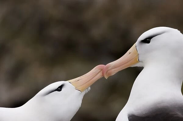 Black-browed Albatross (Thalassarche melanophrys) adult pair, close-up of heads, in courtship display, New Island, Falkland Islands, november