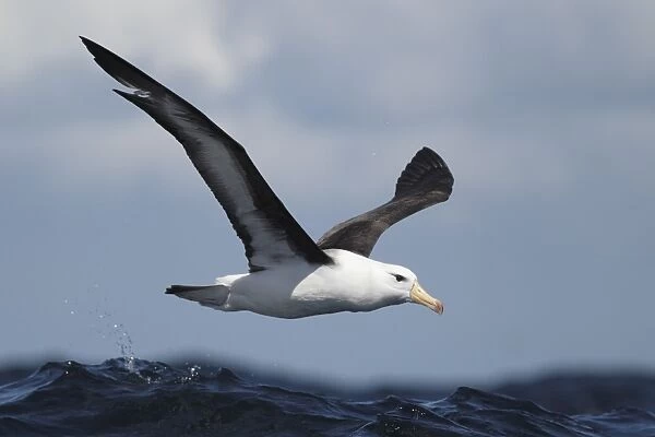 Black-browed Albatross (Thalassarche melanophrys) adult, in flight over sea, off Cape Town, Western Cape, South Africa