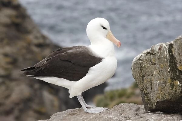 Black-browed Albatross (Thalassarche melanophrys) adult, standing on coastal rock, West Point Island, Falkland Islands
