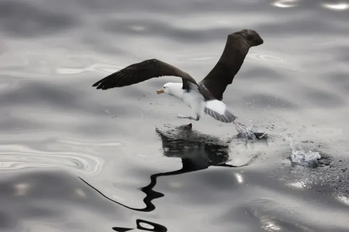Framed Print : Black-browed Albatross (Thalassarche melanophrys) adult, taking off from water, Southern Ocean, off South America, november Framed Print : Black-browed Albatross (Thalassarche melanophrys) adult, taking off from water, Southern Ocean, off South America, november