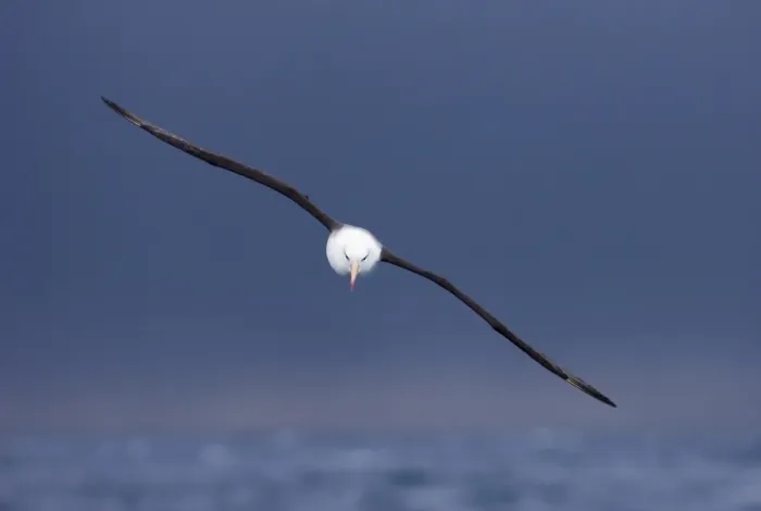 Framed Print : Black-browed Albatross (Thalassarche melanophrys) adult, in flight, Southern Ocean, near South Georgia, november Framed Print : Black-browed Albatross (Thalassarche melanophrys) adult, in flight, Southern Ocean, near South Georgia, november