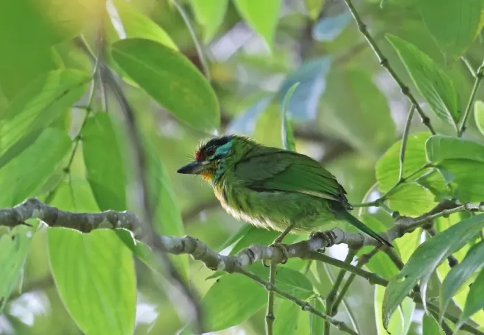 Framed Print : Black-browed Barbet (Megalaima oorti oorti) adult, perched on twig, Kerinci Seblat N. P