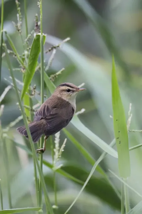 Framed Print : Black-browed Reed-warbler (Acrocephalus bistrigiceps) adult, perched in reedbed, Nam Sang Wai, New Territories Framed Print : Black-browed Reed-warbler (Acrocephalus bistrigiceps) adult, perched in reedbed, Nam Sang Wai, New Territories