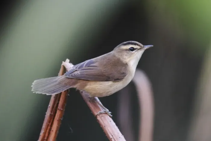 Framed Print : Black-browed Reed-warbler (Acrocephalus bistrigiceps) adult, perched on stem, Long Valley, Hong Kong, China, october Framed Print : Black-browed Reed-warbler (Acrocephalus bistrigiceps) adult, perched on stem, Long Valley, Hong Kong, China, october