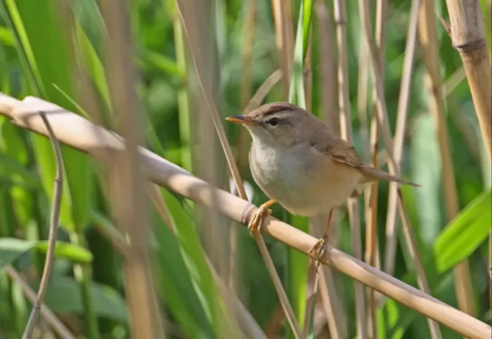 Framed Print : Black-browed Reed-warbler (Acrocephalus bistrigiceps) adult, perched on reed stem, Beidaihe, Hebei, China, may Framed Print : Black-browed Reed-warbler (Acrocephalus bistrigiceps) adult, perched on reed stem, Beidaihe, Hebei, China, may