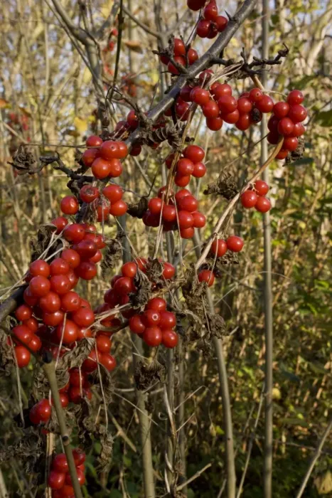 Framed Print : Black Bryony (Tamus communis) close-up of berries, Mill Hill, Ranscombe Farm Plantlife Reserve, Kent, England, november Framed Print : Black Bryony (Tamus communis) close-up of berries, Mill Hill, Ranscombe Farm Plantlife Reserve, Kent, England, november