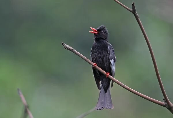 Black Bulbul (Hypsipetes leucocephalus nigerrimus) adult, singing, perched on twig, Taiwan, April