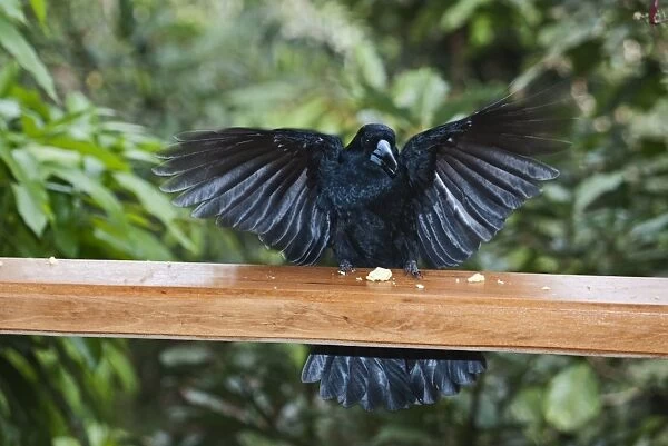 Black Butcherbird (Cracticus quoyi) adult, with wings spread, feeding on scraps from verandah, Atherton Tableland, Queensland, Australia