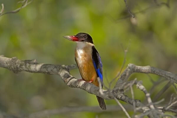 Black-capped Kingfisher (Halcyon pileata) adult, with mud on beak, perched on branch, Sundarbans, Ganges Delta