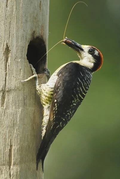 Black-cheeked Woodpecker (Melanerpes pucherani) adult male, with cricket in beak, at nesthole in tree trunk
