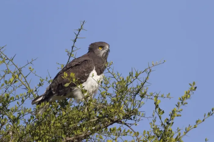 Framed Print : Black-chested Snake-eagle (Circaetus pectoralis) adult, perched in tree, Masai Mara, Kenya, August Framed Print : Black-chested Snake-eagle (Circaetus pectoralis) adult, perched in tree, Masai Mara, Kenya, August