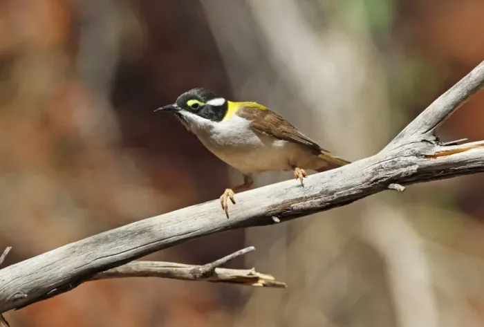 Framed Print : Black-chinned Honeyeater (Melithreptus gularis laetior) Golden-backed subspecies, adult, perched on branch Framed Print : Black-chinned Honeyeater (Melithreptus gularis laetior) Golden-backed subspecies, adult, perched on branch
