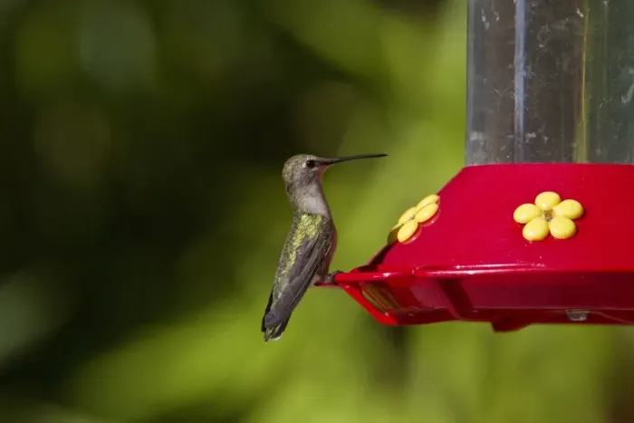 Framed Print : Black Chinned Hummingbird female at feeder Framed Print : Black Chinned Hummingbird female at feeder