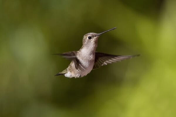 Black Chinned Hummingbird female hovering