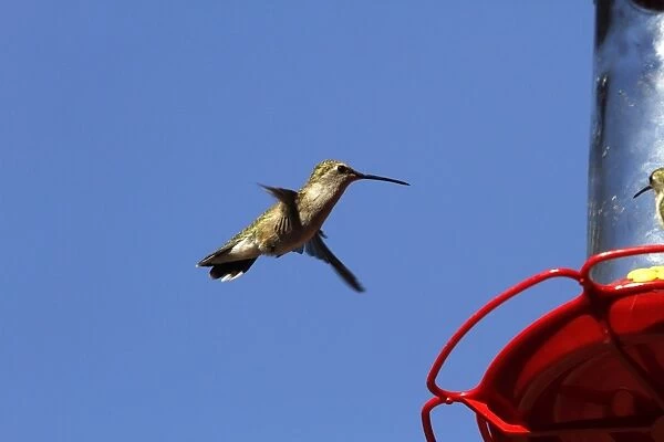 Black Chinned Hummingbird female hovering by feeder
