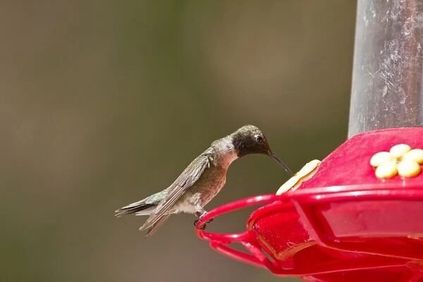 Black Chinned Hummingbird male at feeder