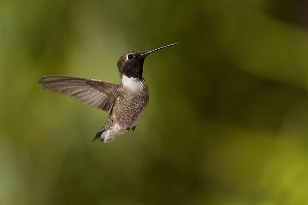 Black Chinned Hummingbird male hovering