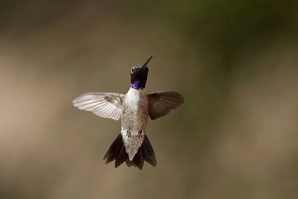 Black Chinned Hummingbird male hovering. note the Iridescent purple neck band