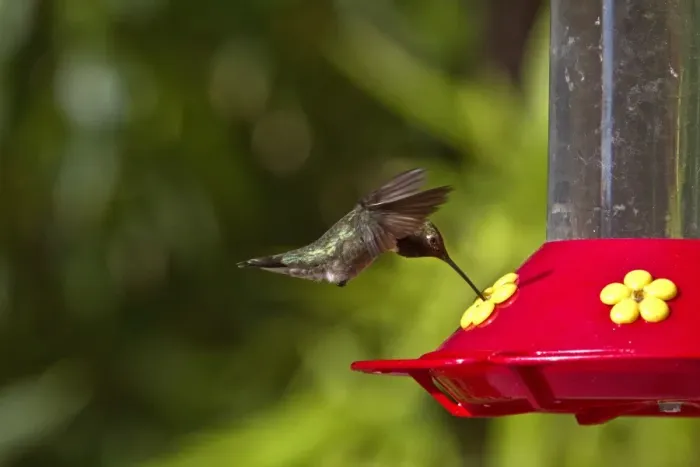 Framed Print : Black Chinned Hummingbird male hovering by feeder Framed Print : Black Chinned Hummingbird male hovering by feeder