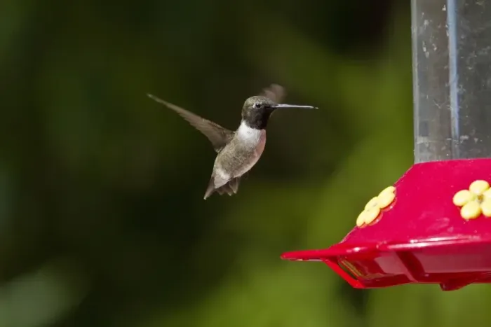 Framed Print : Black Chinned Hummingbird male hovering by feeder Framed Print : Black Chinned Hummingbird male hovering by feeder