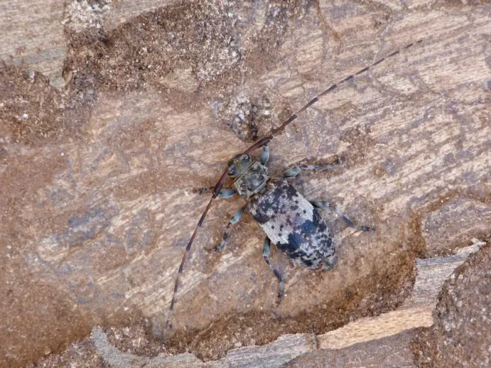 Framed Print : Black-clouded Longhorn Beetle (Leiopus nebulosus) adult, resting on rotten timber, Cannobina Valley, Italian Alps Framed Print : Black-clouded Longhorn Beetle (Leiopus nebulosus) adult, resting on rotten timber, Cannobina Valley, Italian Alps