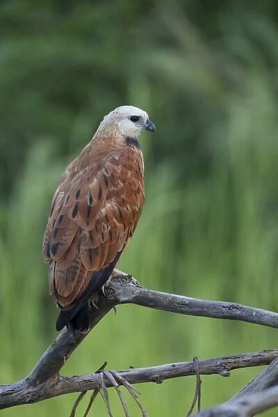 Black-collared Hawk (Busarellus nigricollis) adult, perched on branch, Pantanal, Mato Grosso, Brazil
