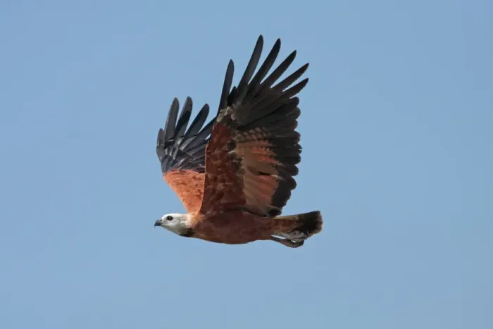 Framed Print : Black-collared Hawk (Busarellus nigricollis nigricollis) adult, in flight, Pixaim River, Mato Grosso, Brazil, september Framed Print : Black-collared Hawk (Busarellus nigricollis nigricollis) adult, in flight, Pixaim River, Mato Grosso, Brazil, september