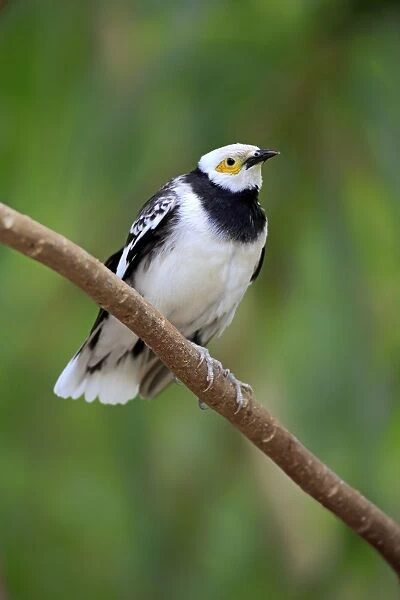 Black-collared Starling (Sturnus nigricollis) adult, perched on twig (captive)