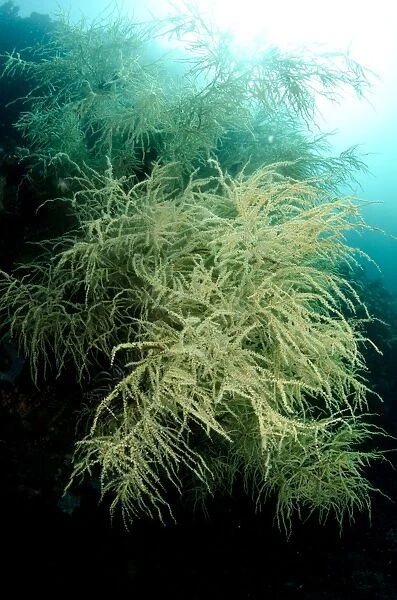 Black Coral (Antipathes dichotoma) colony, Horseshoe Bay, Nusa Kode, Rinca Island, Komodo N. P