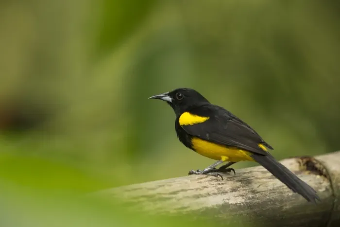 Framed Print : Black-cowled Oriole (Icterus prosthemelas) adult, Costa Rica, March Framed Print : Black-cowled Oriole (Icterus prosthemelas) adult, Costa Rica, March