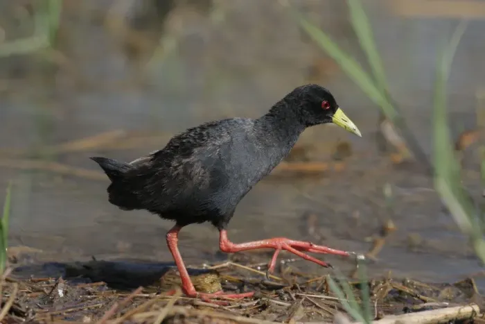 Framed Print : Black Crake (Amaurornis flavirostris) adult, walking at edge of water, Kenya Framed Print : Black Crake (Amaurornis flavirostris) adult, walking at edge of water, Kenya