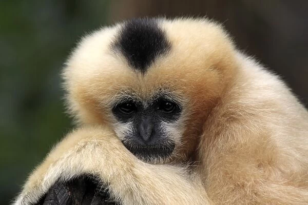 Black Crested Gibbon (Nomascus concolor) adult female, close-up of head (captive)