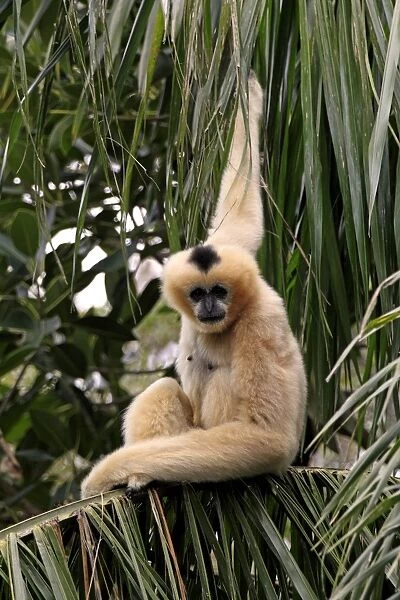 Black Crested Gibbon (Nomascus concolor) adult female, sitting on palm fronds (captive)